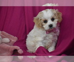 Small #1 Cavachon