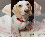Small #5 Beagle