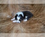 Small #11 Australian Shepherd