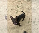 Small #1 Labrador Retriever Mix