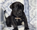 Small #2 Cane Corso