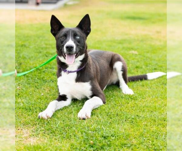 Medium Photo #2 Siberian Husky-Unknown Mix Puppy For Sale in Camarillo, CA, USA