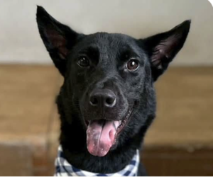 Mutt Dogs for adoption in San Ramon, CA, USA