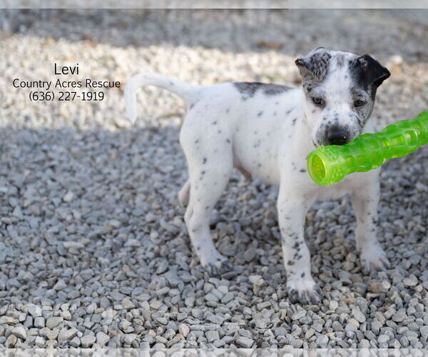 Medium Photo #1 Catahoula Leopard Dog-Unknown Mix Puppy For Sale in Manchester, MO, USA