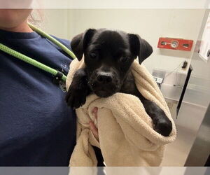 Chug Dogs for adoption in Bakersfield, CA, USA