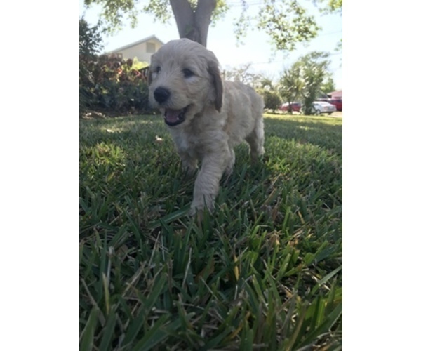 Medium Photo #3 Goldendoodle Puppy For Sale in MERRITT IS, FL, USA
