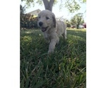 Small Photo #3 Goldendoodle Puppy For Sale in MERRITT IS, FL, USA