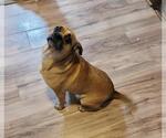 Small #1 Puggle