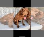 Small Photo #1 Miniature Bernedoodle-Poodle (Miniature) Mix Puppy For Sale in BATAVIA, OH, USA