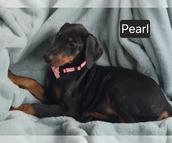 Medium Photo #2 Doberman Pinscher Puppy For Sale in POMEROY, OH, USA