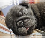Puppy Girl 3 Stripe Pug
