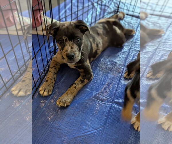 Medium Photo #2 Mutt Puppy For Sale in Holly Springs, NC, USA