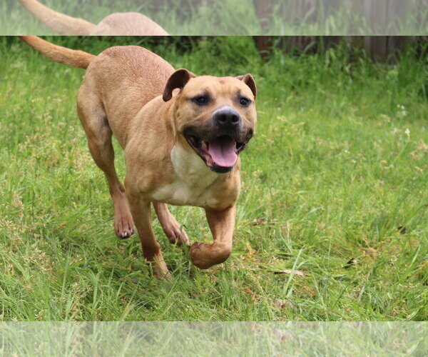 Medium Photo #3 American Staffordshire Terrier-Unknown Mix Puppy For Sale in Jackson, MS, USA
