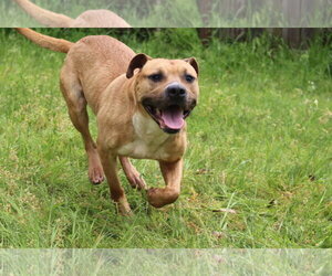 Aubrey - Female American Staffordshire Terrier-Unknown Mix Dog for Adoption - Photo #3