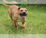 Small #2 American Staffordshire Terrier Mix