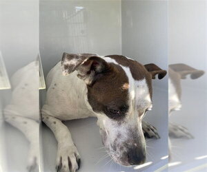 Mutt Dogs for adoption in Houston, TX, USA