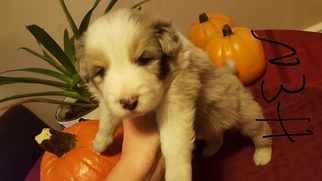 Medium Border Collie