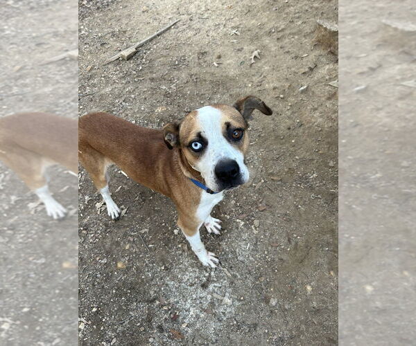 Medium Photo #7 Mutt Puppy For Sale in Brewster, NY, USA