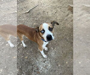 Zeus (from GA) - Male Mutt Dog for Adoption - Photo #7