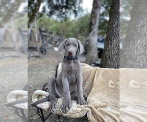 Weimaraner Puppy for sale in REDWOOD VALLEY, CA, USA