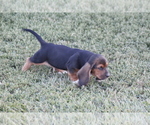 Small Photo #16 Basset Hound Puppy For Sale in MEMPHIS, MO, USA