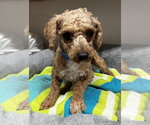 Small #3 Poodle (Miniature)