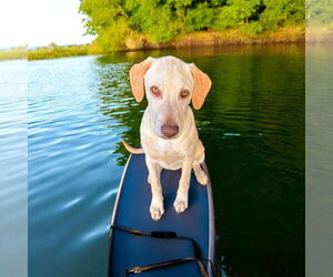 Labrador Retriever Dogs for adoption in Menifee, CA, USA