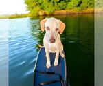 Small Labrador Retriever
