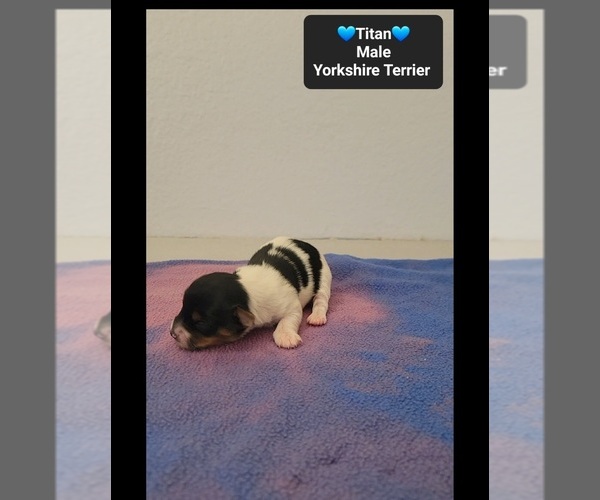 Medium Photo #2 Yorkshire Terrier Puppy For Sale in TUCSON, AZ, USA