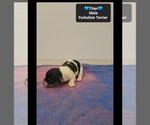 Titan - Male Yorkshire Terrier Puppy for Sale - Photo #2