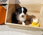 Small Photo #28 Australian Shepherd Puppy For Sale in RUSSELL, IA, USA