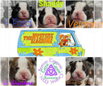 Small Boston Terrier