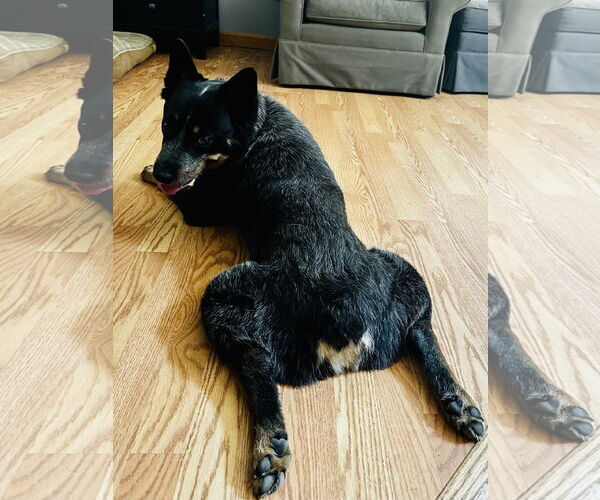 Medium Photo #9 Mutt Puppy For Sale in Garden City, NY, USA