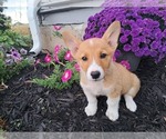 Small #5 Pembroke Welsh Corgi