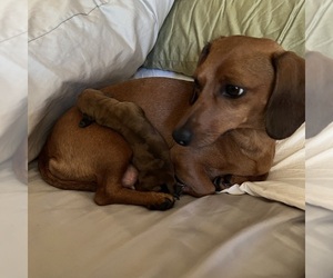 Dachshund Puppy for sale in HOLLY, MI, USA