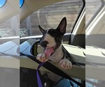 Small #9 Bull Terrier