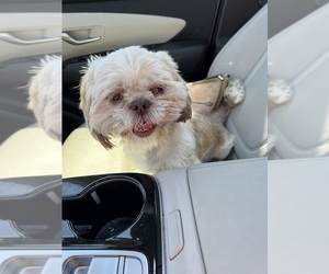 Mother of the Shih Tzu puppies born on 04/13/2026