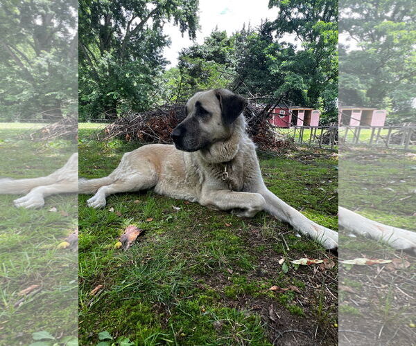 Medium Photo #1  Puppy For Sale in , 