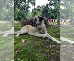 Small Photo #1  Puppy For Sale in , 