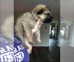 Small Photo #8 German Shepherd Dog Puppy For Sale in LIBERTY, NY, USA