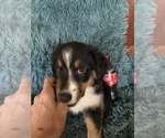 Small Photo #15 Miniature American Shepherd Puppy For Sale in PLACERVILLE, CA, USA