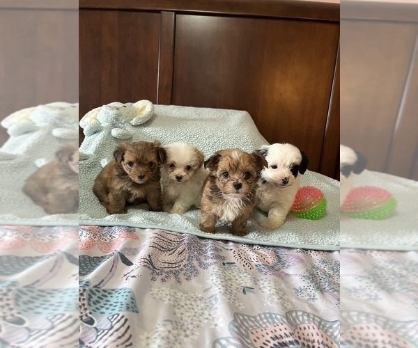 Medium Photo #1 Poodle (Toy)-Yorkshire Terrier Mix Puppy For Sale in BENSON, NC, USA