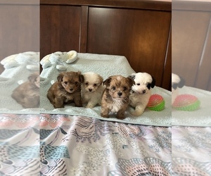 Poodle (Toy)-Yorkshire Terrier Mix Puppy for sale in BENSON, NC, USA