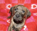Small Mountain Cur Mix