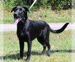 Small Labrador Retriever Mix