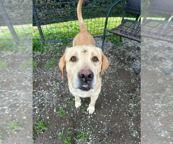 Medium Photo #4 Labrador Retriever-Unknown Mix Puppy For Sale in Abbeville, LA, USA