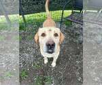 Small #3 Labrador Retriever Mix