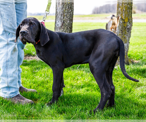 Medium Photo #8 Great Dane Puppy For Sale in WAKARUSA, IN, USA