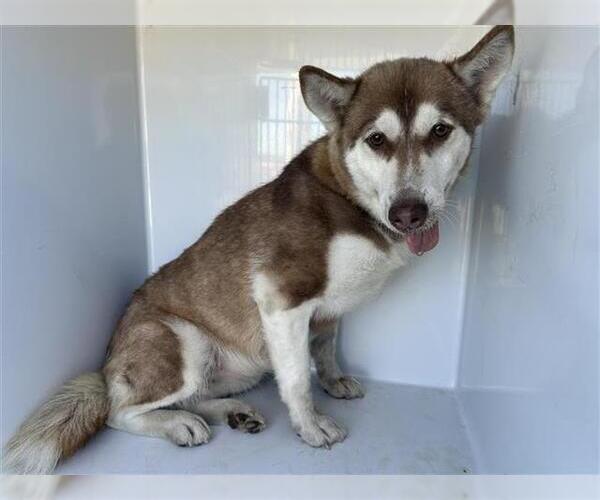 Medium Photo #1 Siberian Husky Puppy For Sale in Houston, TX, USA