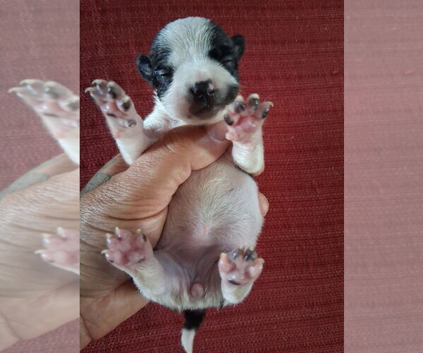 Medium Photo #1 Chihuahua Puppy For Sale in MARION, VA, USA